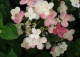 hortensja bukietowa  EARLY SENSATION 'Bulk' - Hydrangea paniculata EARLY SENSATION 'Bulk' PBR