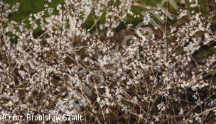 abeliofylum koreańskie - Abeliophyllum distichum 
