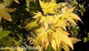 klon palmowy 'Aureum' - Acer palmatum 'Aureum' 