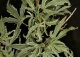 klon palmowy 'Butterfly' - Acer palmatum 'Butterfly' 