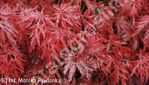 klon palmowy 'Crimson Queen' - Acer palmatum 'Crimson Queen' 