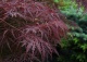 klon palmowy 'Garnet' - Acer palmatum 'Garnet' 