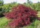 klon palmowy 'Garnet' - Acer palmatum 'Garnet' 