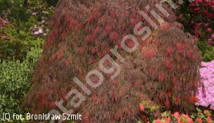 klon palmowy 'Inaba-shidare' - Acer palmatum 'Inaba-shidare' 