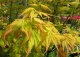 klon palmowy 'Orange Dream' - Acer palmatum 'Orange Dream' 
