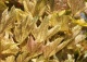 klon jawor 'Nizetii' - Acer pseudoplatanus 'Nizetii' 