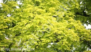klon jawor 'Worley' - Acer pseudoplatanus 'Worley' 