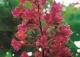 kasztanowiec czerwony - Aesculus ×carnea 