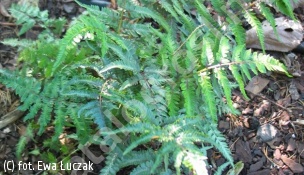 wietlica japońska odm. barwna - Athyrium niponicum var.pictum 