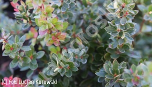 berberys bukszpanolistny 'Nana' - Berberis buxifolia 'Nana' 