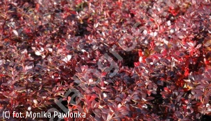 berberys pośredni 'Red Jewel' - Berberis ×media 'Red Jewel' 