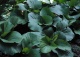 bergenia sercowata - Bergenia cordifolia 