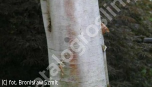 brzoza biała chińska 'Fascination' - Betula albosinensis 'Fascination' 