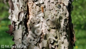 brzoza dahurska - Betula davurica 