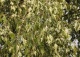 brzoza brodawkowata 'Crispa' - Betula pendula 'Crispa' 