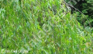 brzoza brodawkowata 'Laciniata' - Betula pendula 'Laciniata' 