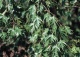 brzoza brodawkowata 'Laciniata' - Betula pendula 'Laciniata' 