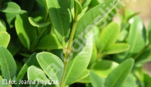 bukszpan wieczniezielony - Buxus sempervirens 