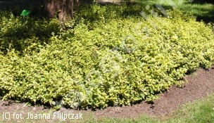 bukszpan wieczniezielony 'Latifolia Maculata' - Buxus sempervirens 'Latifolia Maculata' 