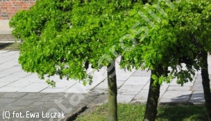 karagana syberyjska - Caragana arborescens 