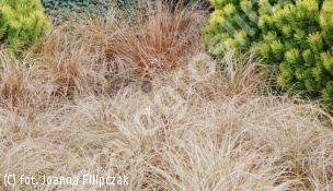 turzyca Buchanana - Carex buchananii 