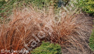 turzyca Buchanana - Carex buchananii 