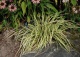 turzyca oszimska 'Evergold' - Carex oshimensis 'Evergold' 