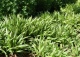 turzyca żelazna 'Variegata' - Carex siderosticha 'Variegata' 