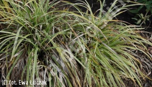 turzyca 'Silver Sceptre' - Carex 'Silver Sceptre' 