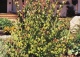 grujecznik japoński - Cercidiphyllum japonicum 