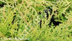 cyprysik tępołuskowy 'Pygmaea' - Chamaecyparis obtusa 'Pygmaea' 