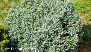 cyprysik groszkowy 'Curly Tops' - Chamaecyparis pisifera 'Curly Tops' 
