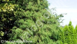 cyprysik groszkowy 'Filifera' - Chamaecyparis pisifera 'Filifera' 