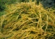 cyprysik groszkowy 'Sungold' - Chamaecyparis pisifera 'Sungold' 