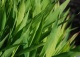 obiedka szerokolistna - Chasmanthium latifolium 