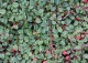 irga płożąca 'Streib's Findling' - Cotoneaster procumbens 'Streib`s Findling' 