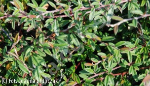irga wierzbolistna - Cotoneaster salicifolius 