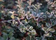irga szwedzka 'Coral Beauty' - Cotoneaster ×suecicus 'Coral Beauty' 