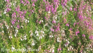 dabecja kantabryjska 'Bicolor' - Daboecia cantabrica 'Bicolor' 