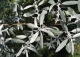 oliwnik wąskolistny - Elaeagnus angustifolia 