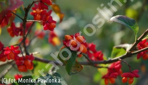 trzmielina pospolita - Euonymus europaeus 