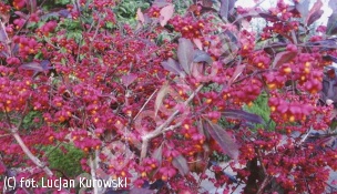 trzmielina pospolita 'Red Cascade' - Euonymus europaeus 'Red Cascade' 