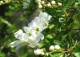 obiela groniasta - Exochorda racemosa 