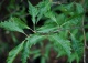 buk pospolity 'Asplenifolia' - Fagus sylvatica 'Aspleniifolia' 