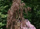 buk pospolity 'Purple Fountain' - Fagus sylvatica 'Purple Fountain' 