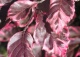 buk pospolity 'Purpurea Tricolor' - Fagus sylvatica 'Purpurea Tricolor' 