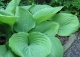 funkia 'Sum and Substance' - Hosta 'Sum and Substance' 