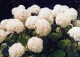hortensja krzewiasta 'Annabelle' - Hydrangea arborescens 'Annabelle' 