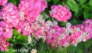 hortensja ogrodowa 'Bouquet Rose' - Hydrangea macrophylla 'Bouquet Rose' 