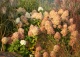 hortensja bukietowa 'Limelight' - Hydrangea paniculata 'Limelight' PBR